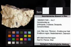 Foto (Objket + Etiketten) von Gastrodorus sp. 